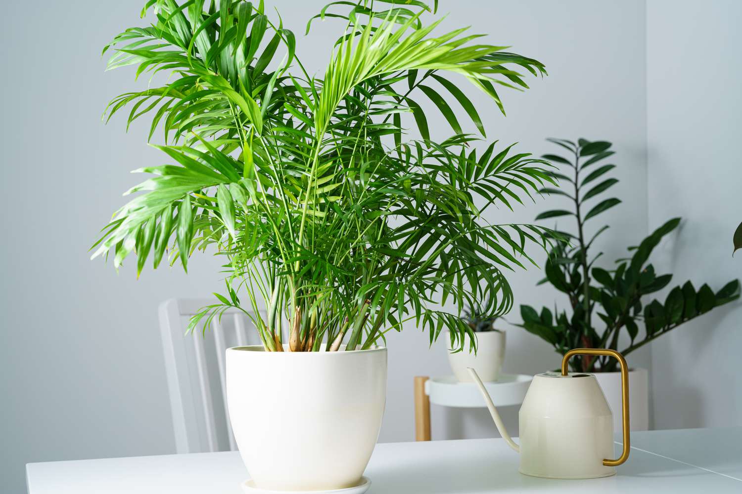 9 Styles of Palm Timber That Will Thrive Indoors