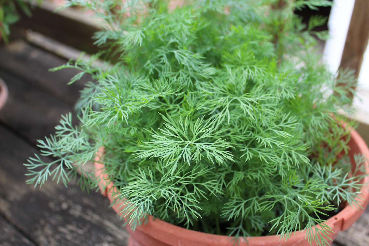 Strategies to Harvest Dill for Style-Packed Meals All Season Prolonged