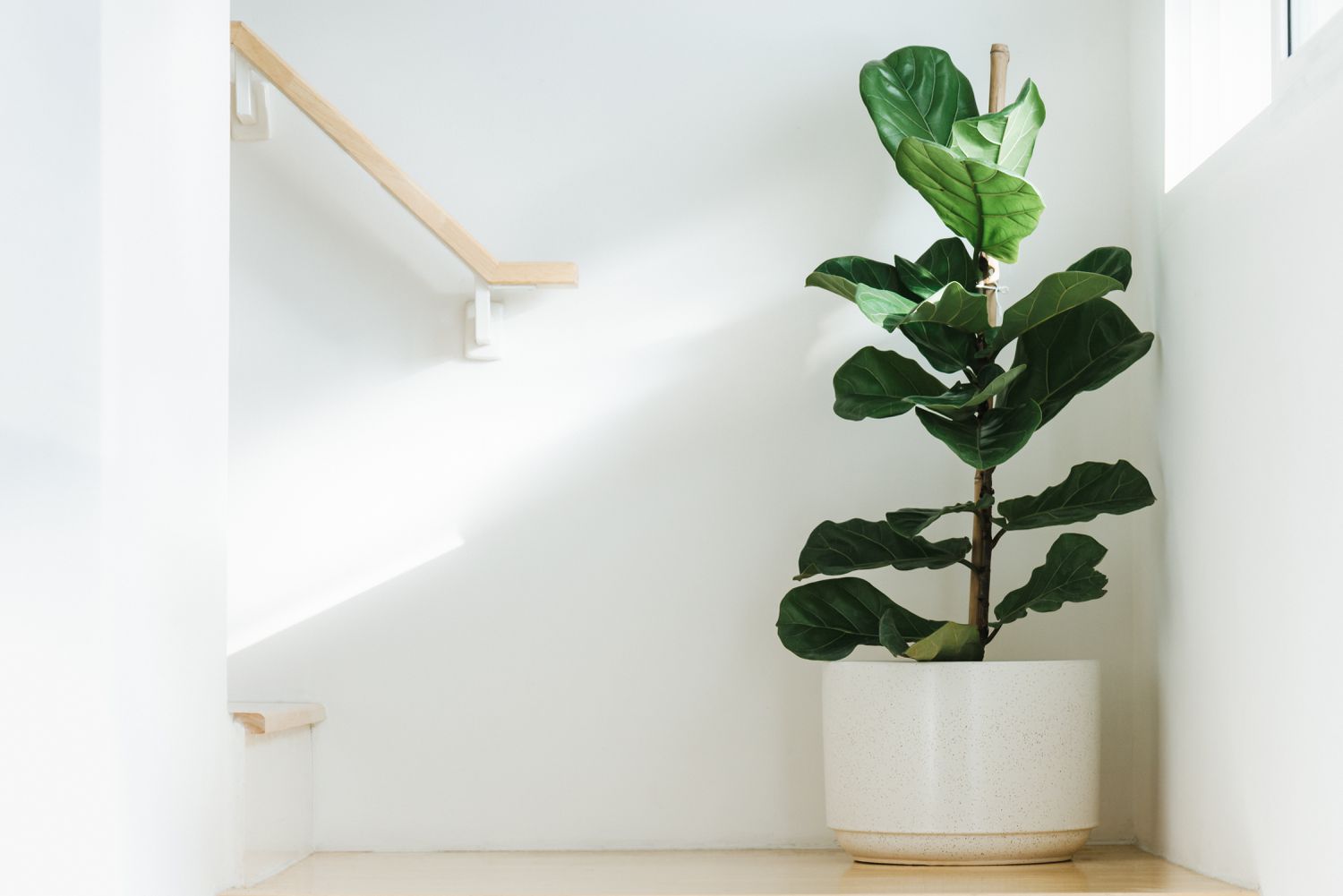 Why Your Fiddle Leaf Fig Is Dropping Leaves—and How one can Restore It