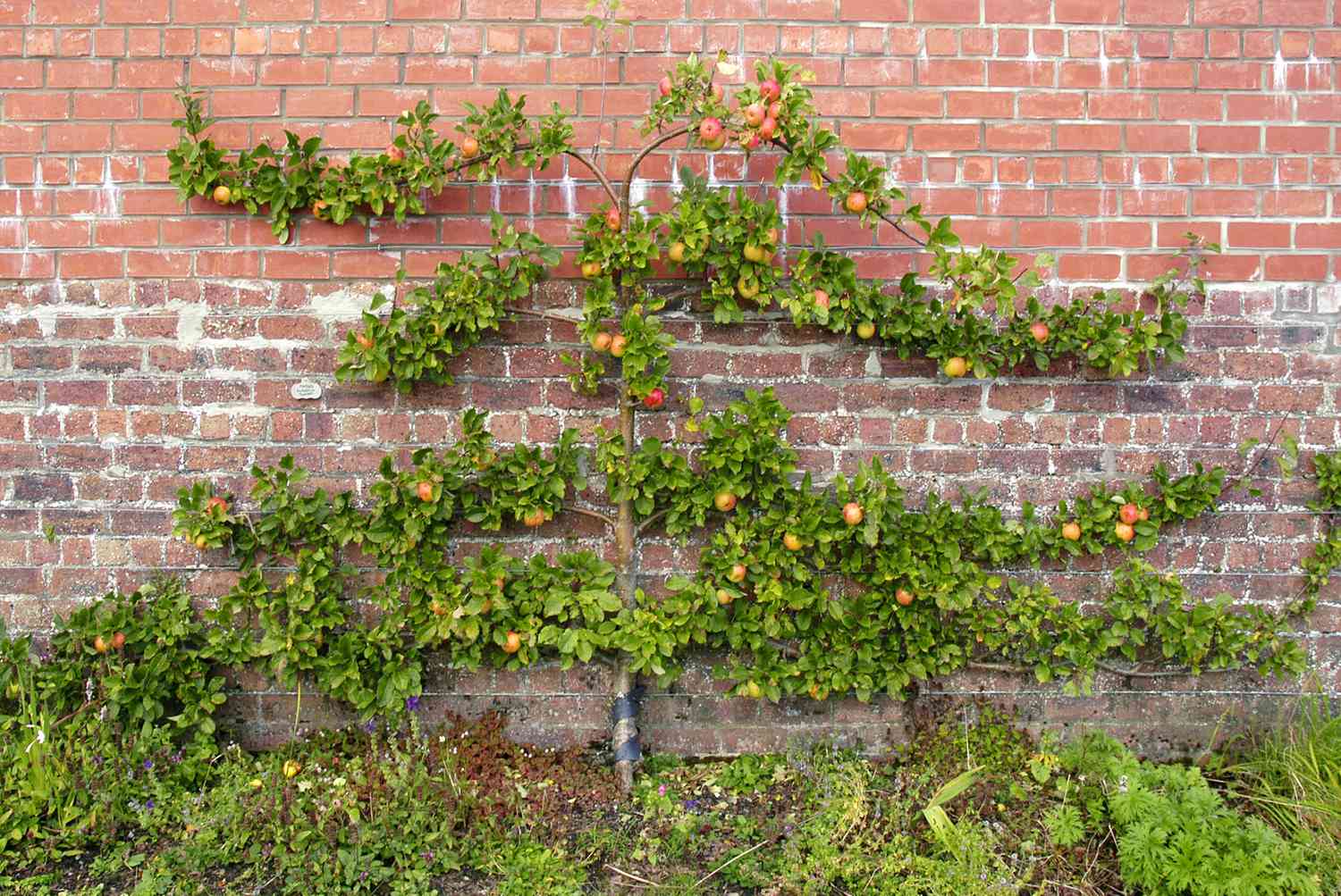 The best way to Espalier Fruit Timber for a Bountiful Harvest