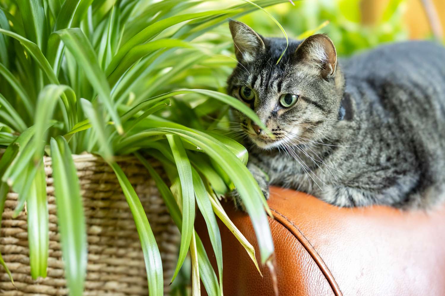 14 Houseplants That Are Safe for Cats and Canine, Based mostly on Vets