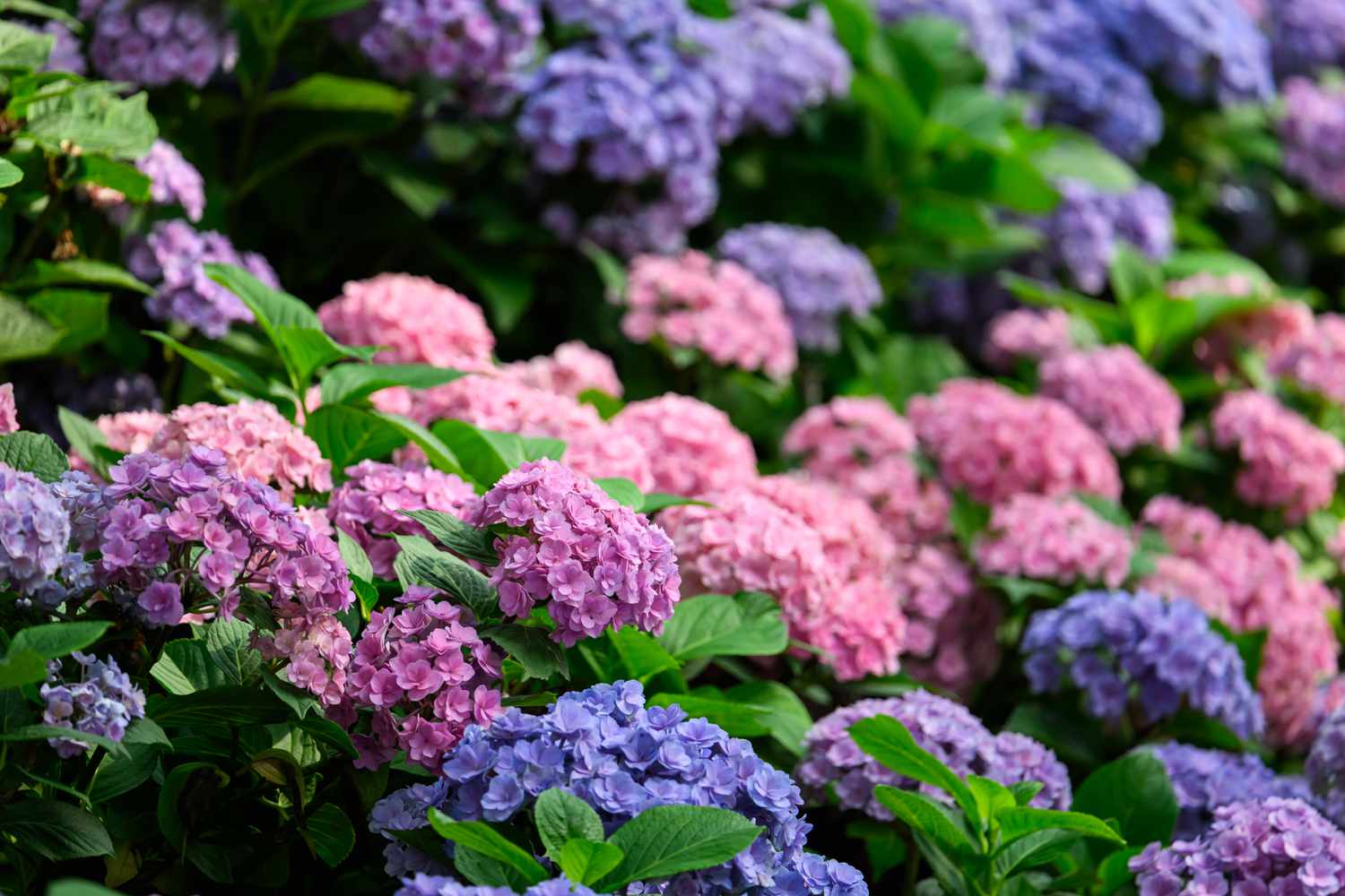 The way in which to Help Your Hydrangeas Survive Winter