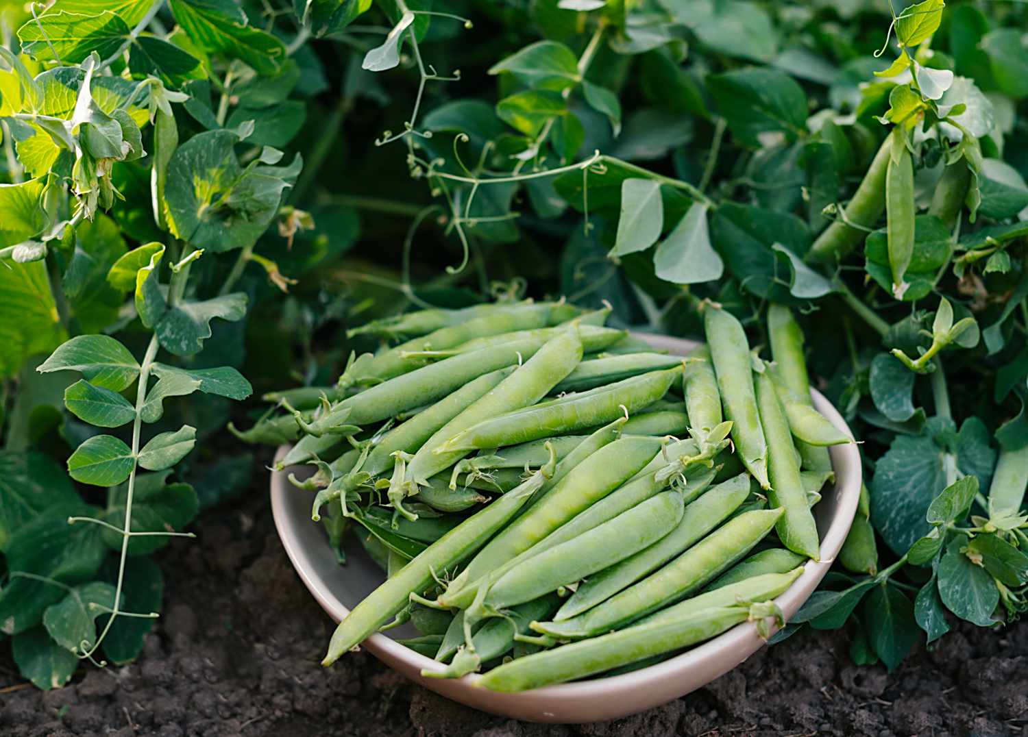 12 Edible Vegetation That Thrive in Shady Gardens