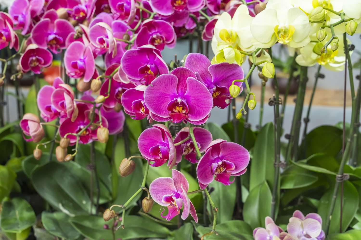 How one can Propagate Orchids, In accordance with Gardening Professionals