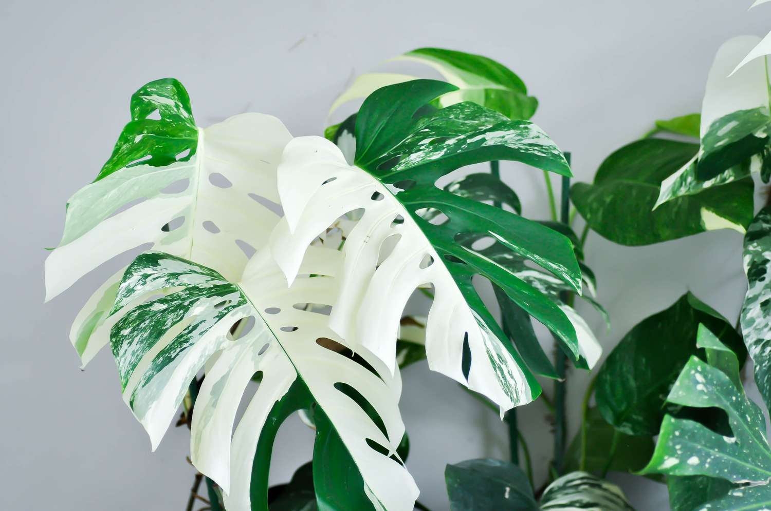 13 Distinctive Houseplants for a One-of-a-Selection Assortment