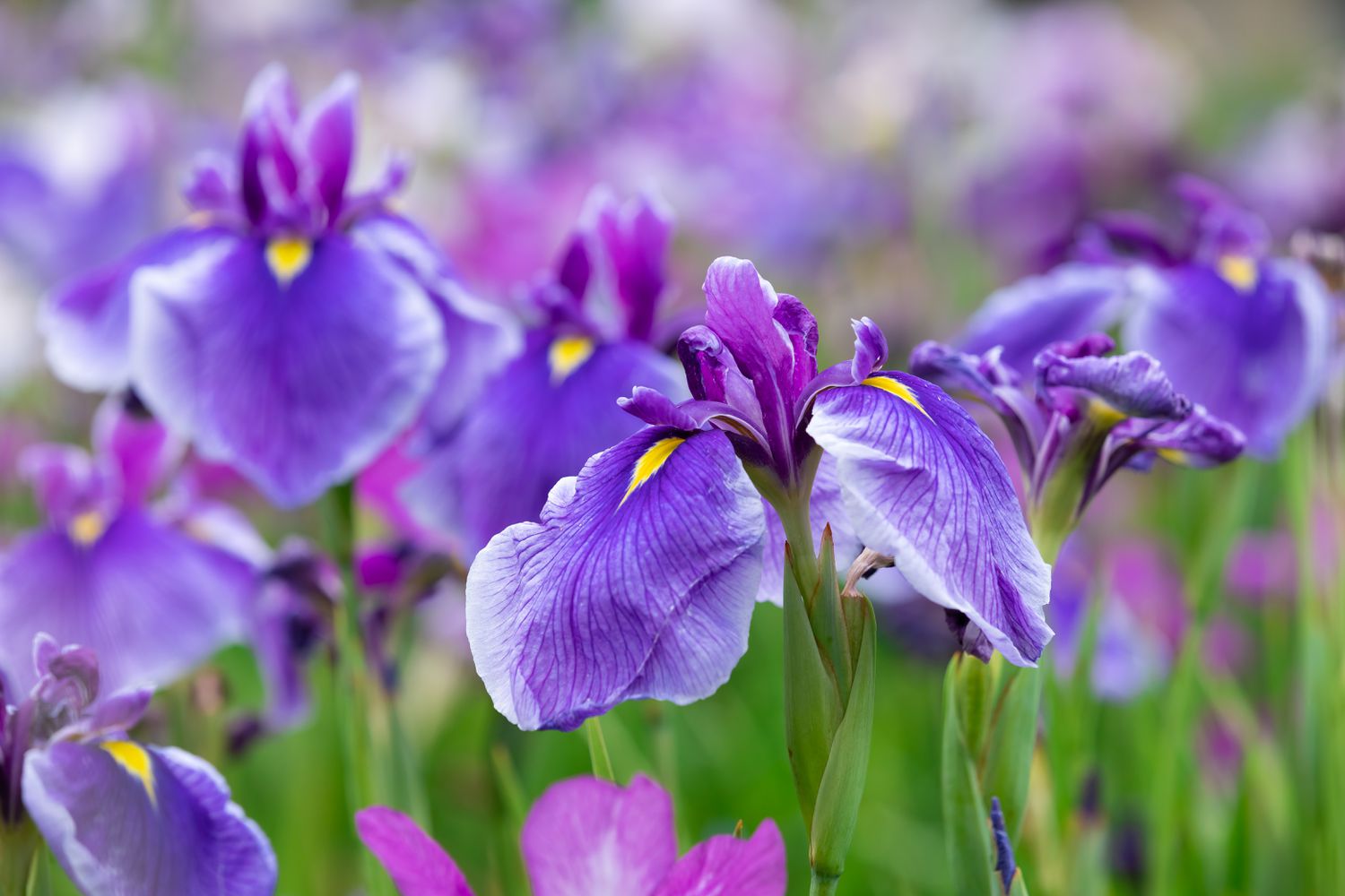 The best option to Divide Irises for an Everlasting Present of Blooms