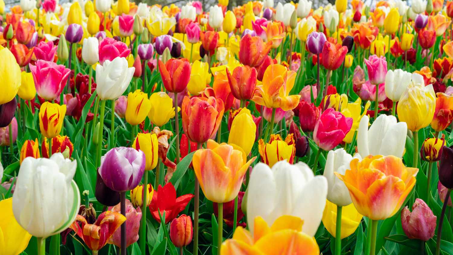 9 Crops You Must Not at all Develop Subsequent to Tulips