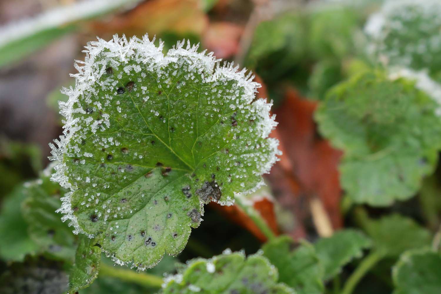 8 Frequent Winter Weeds—and Simple strategies to Get Rid of Them, In response to Gardening Specialists