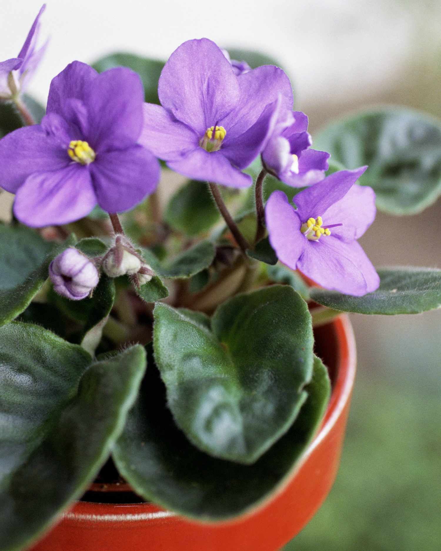 Take care of African Violets, In step with Consultants