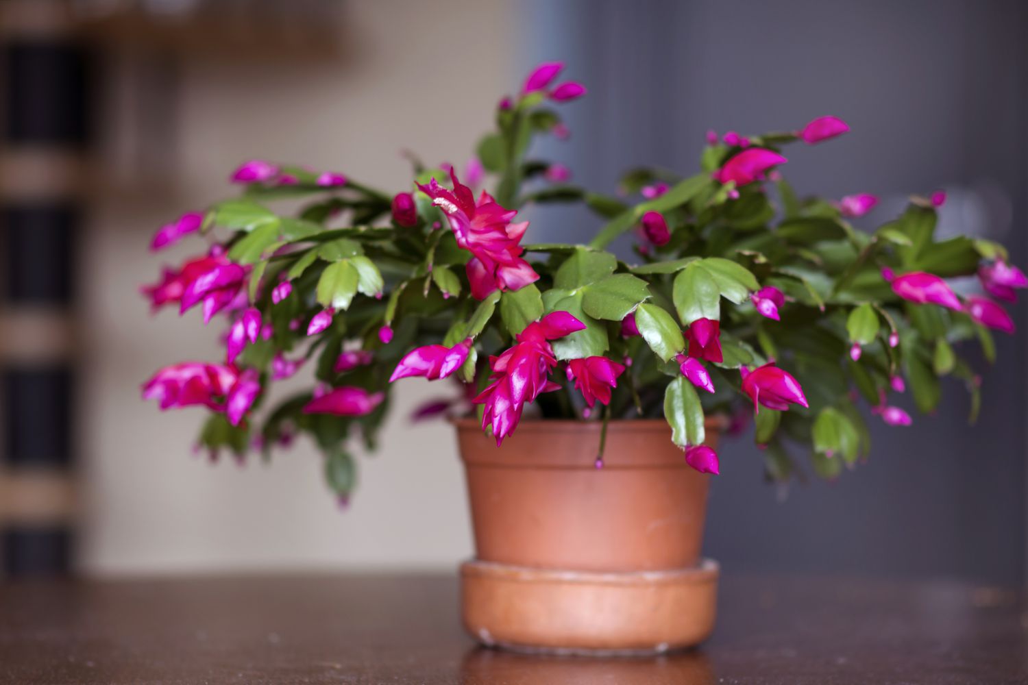 Recommendations on easy methods to Prune a Christmas Cactus So It Thrives for A very long time, Based mostly on Horticulturists