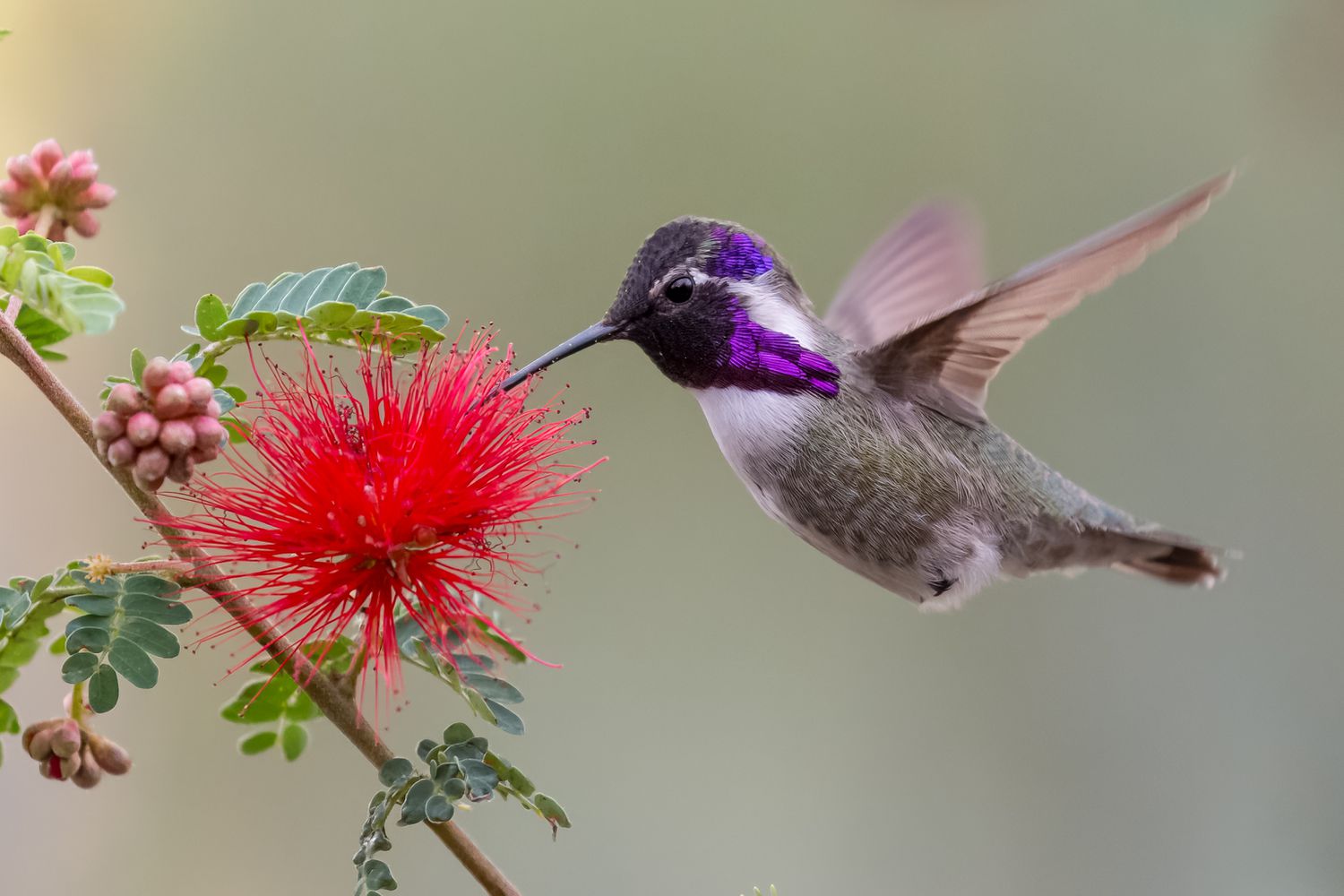 Entice Additional Hummingbirds to Your Yard