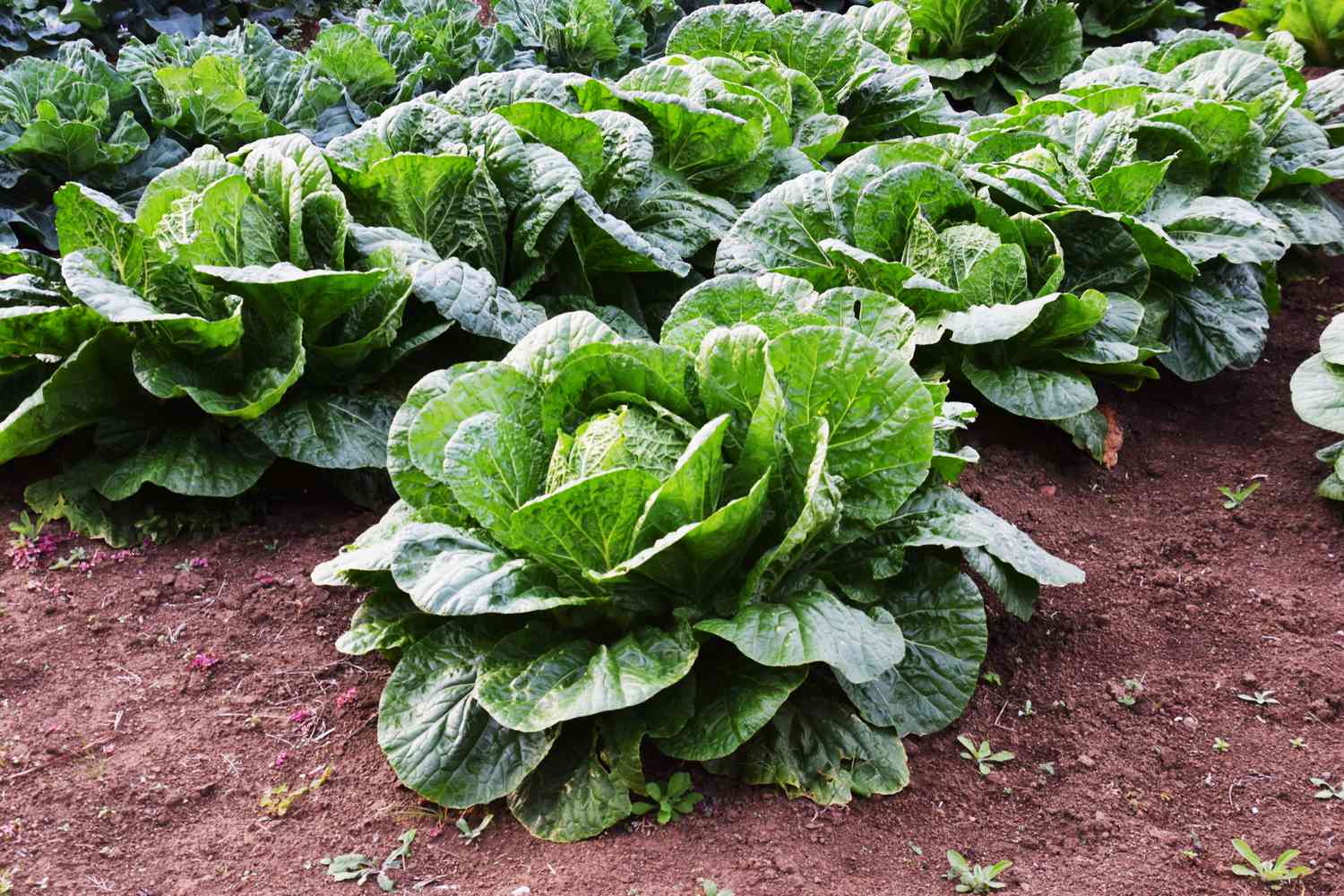 Easy methods to Develop Cabbage for a Bountiful Harvest, Based on Gardening Consultants