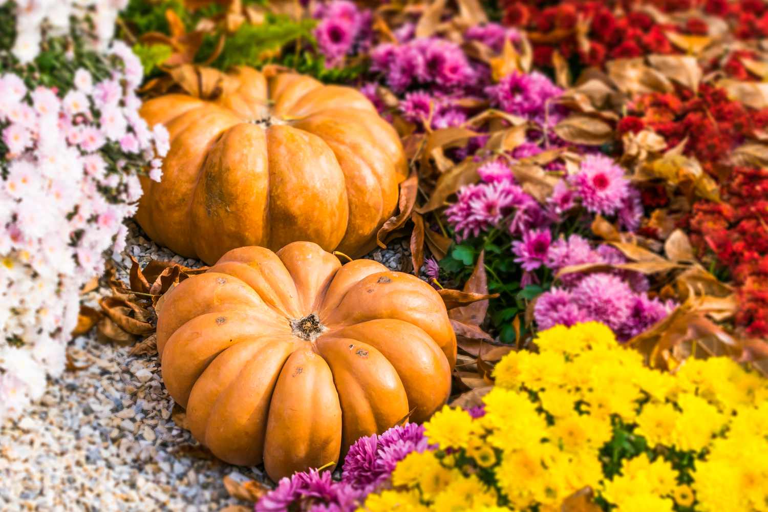 12 Best Fall Yard Ideas and Inspiration