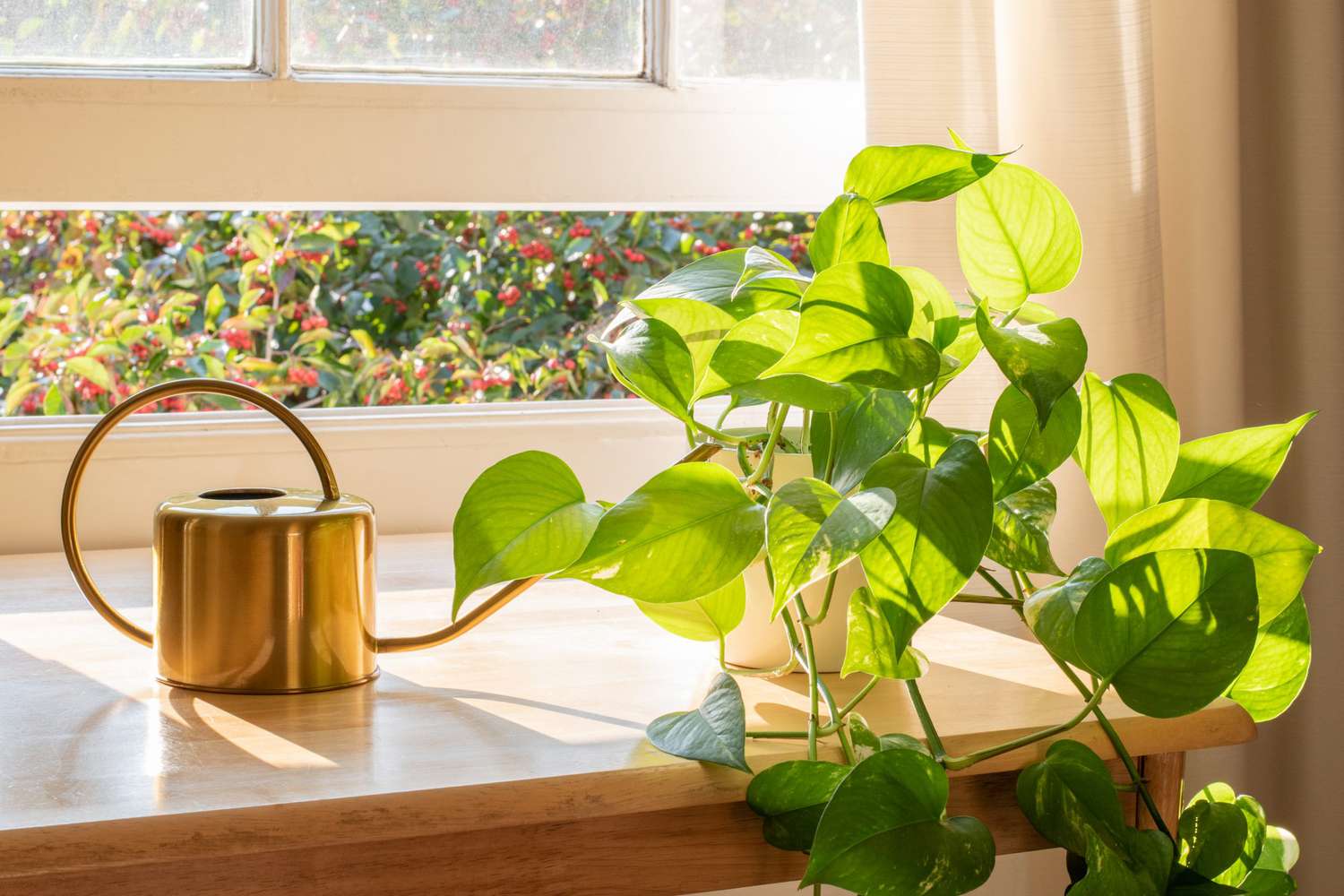 How one can Water Pothos the Correct Means—So It Thrives for A few years