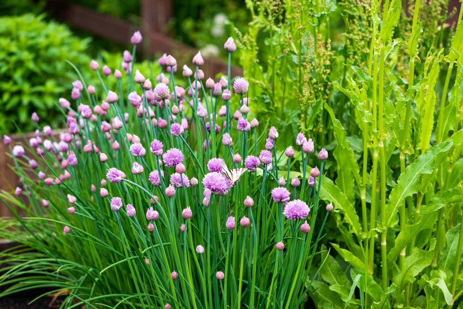 Harvest Chives, In response to Gardening Consultants