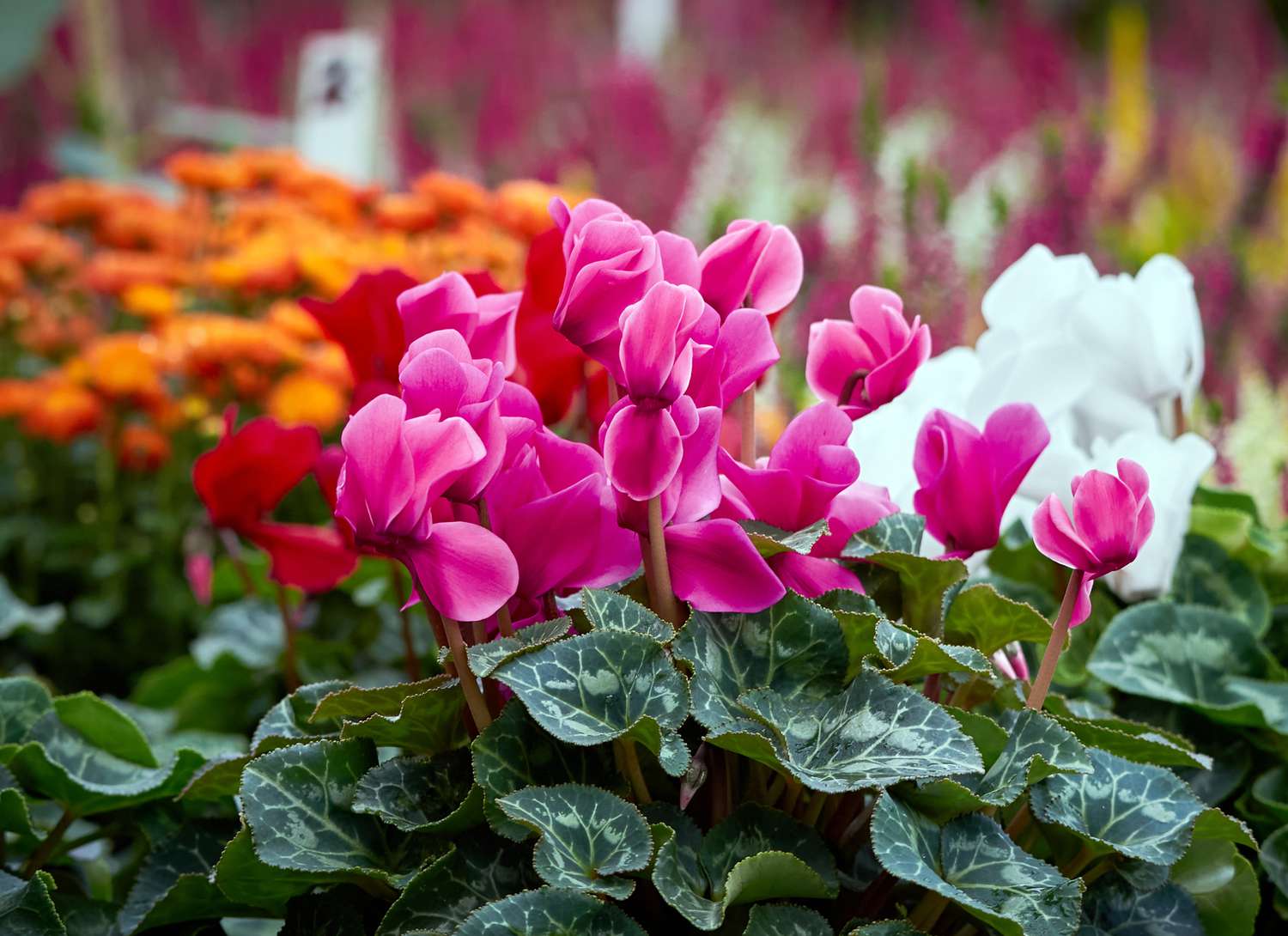 14 Stunning Indoor Crops That Bloom All through Winter