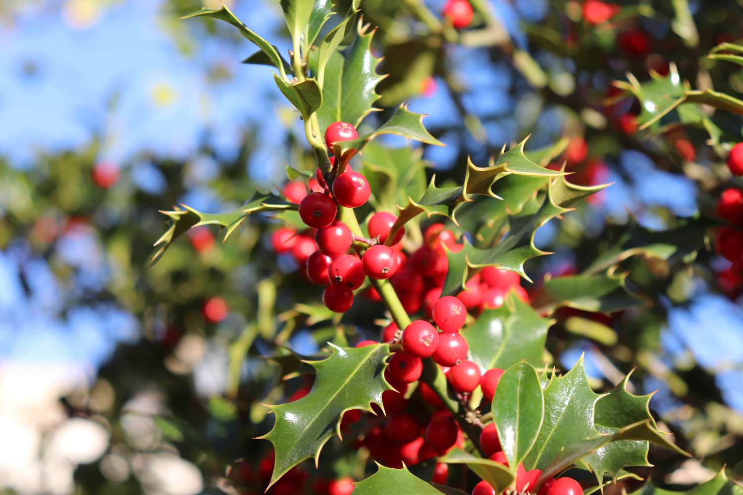 9 Vegetation You Must Certainly not Develop Subsequent to Holly