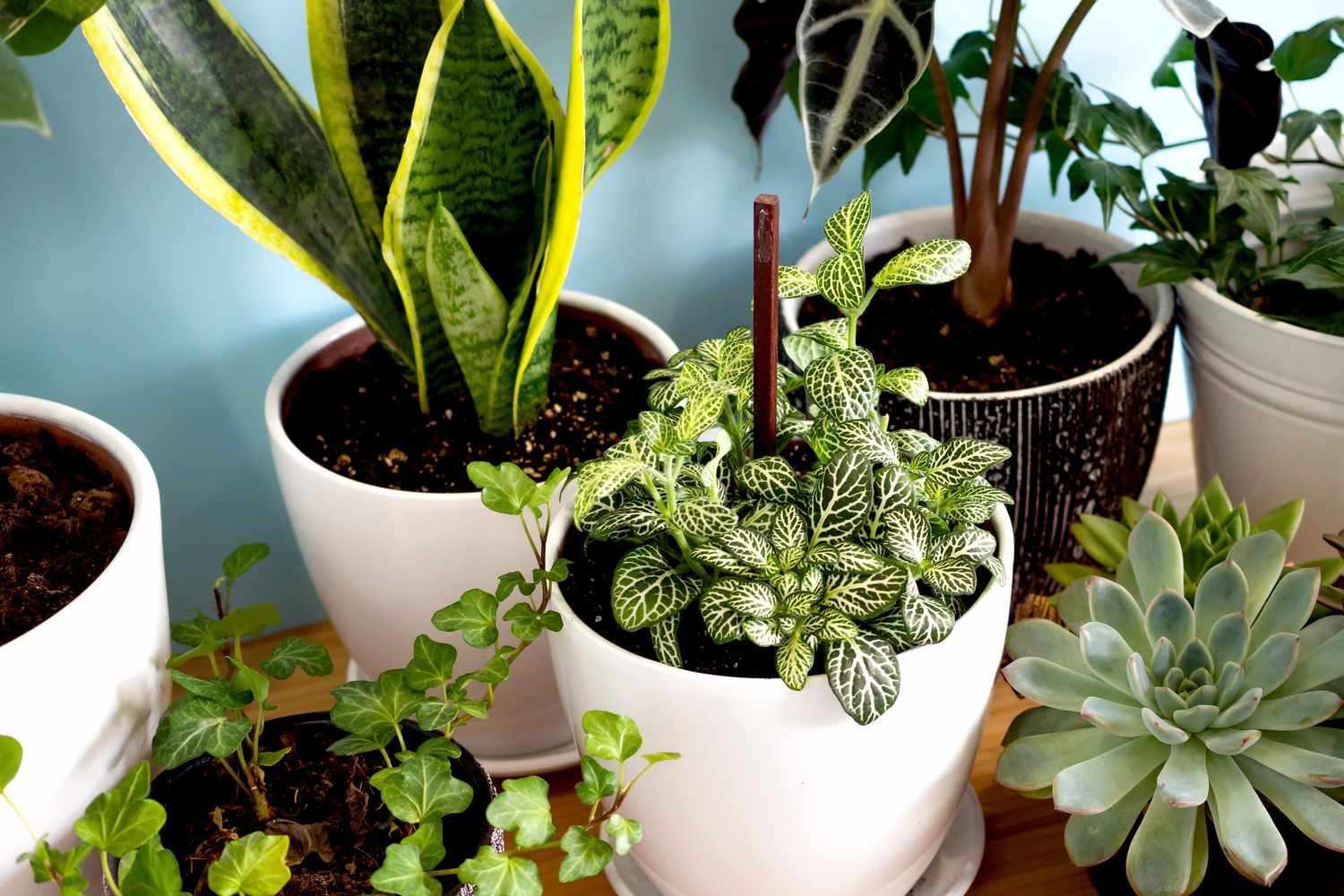 Recommendations on methods to Put collectively Your Houseplants for Winter