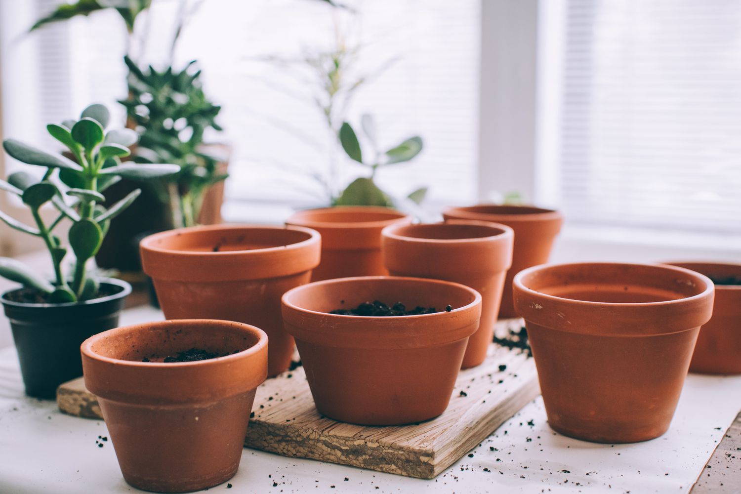 Clear Terra-Cotta Pots, In response to Specialists