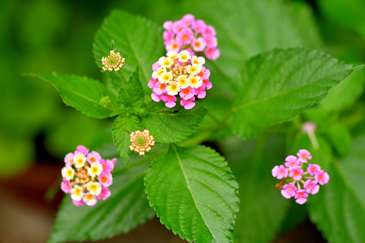 Why Is Lantana a Draw back? The Stunning Actuality About This Prolific Flower