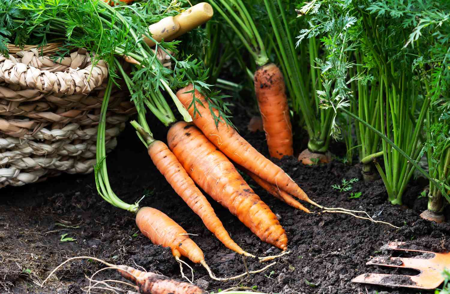 10 Finest Companion Crops for Carrots, In response to Yard Execs