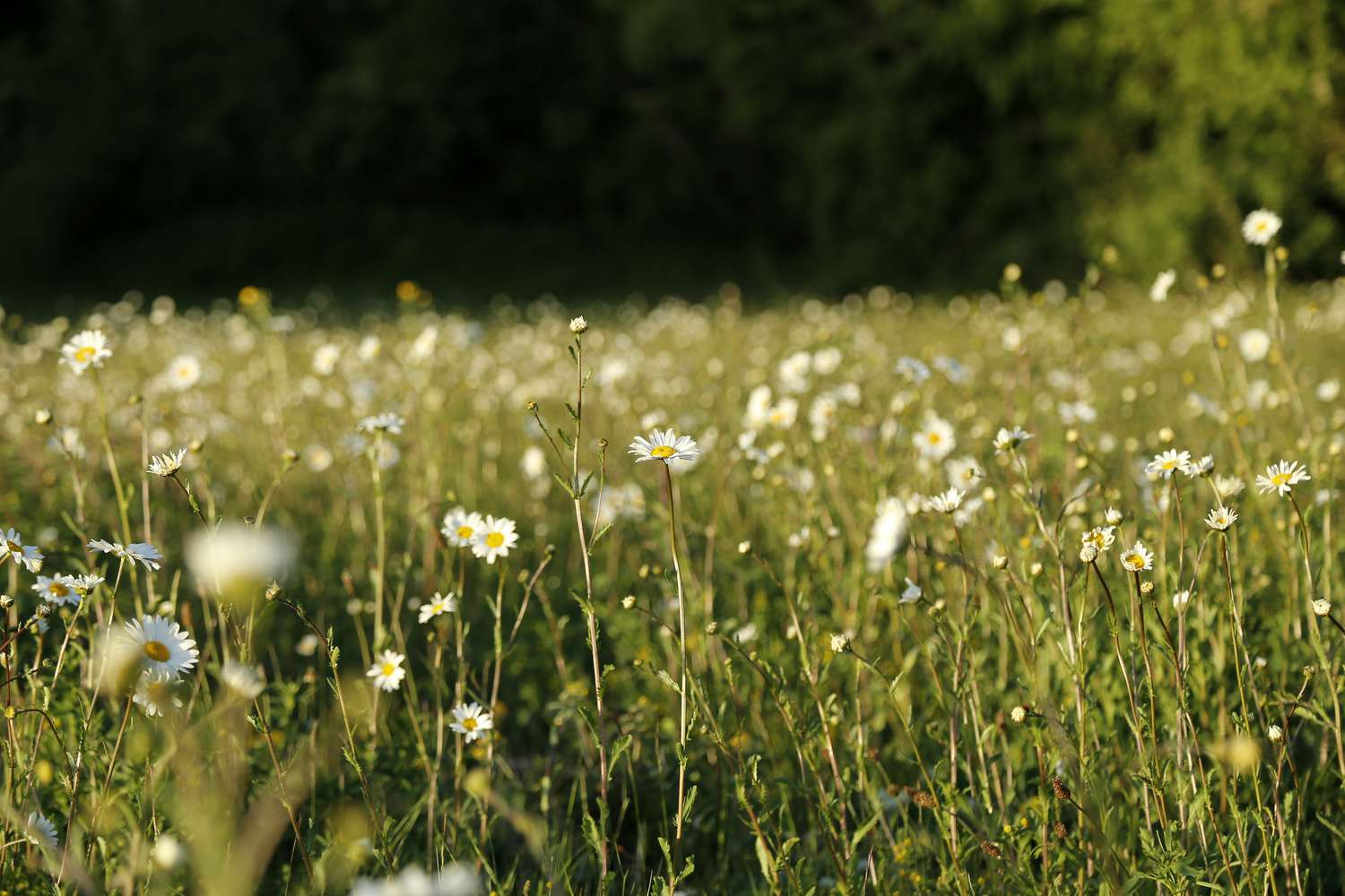 Tips about how you can Develop a Chamomile Backyard, a Charming Totally different to Grass