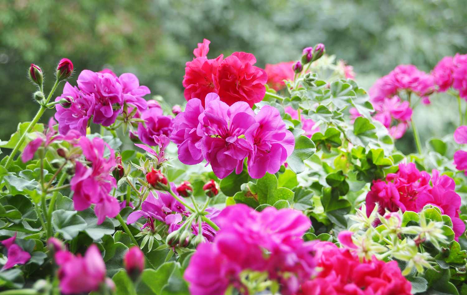 The Secret to Holding Your Geraniums Healthful This Winter