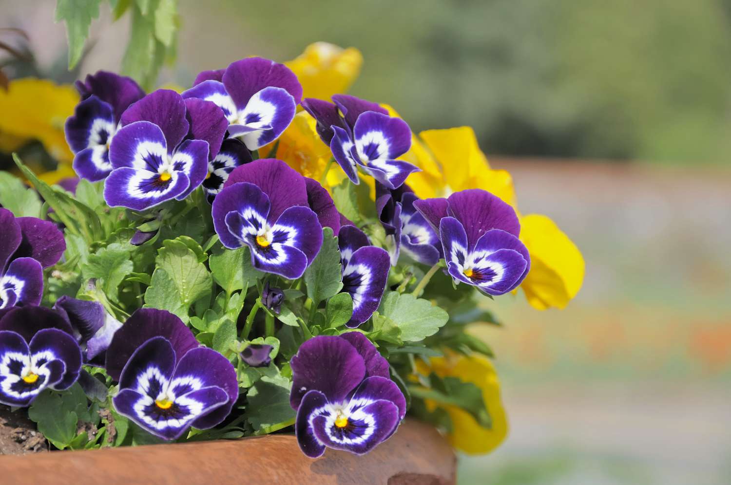 How Normally to Water Pansies, In keeping with Gardening Specialists