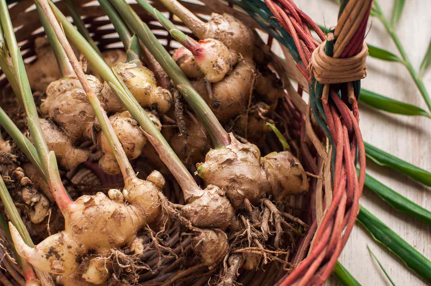 Discover ways to Develop Ginger Indoors—as a Houseplant or to Harvest