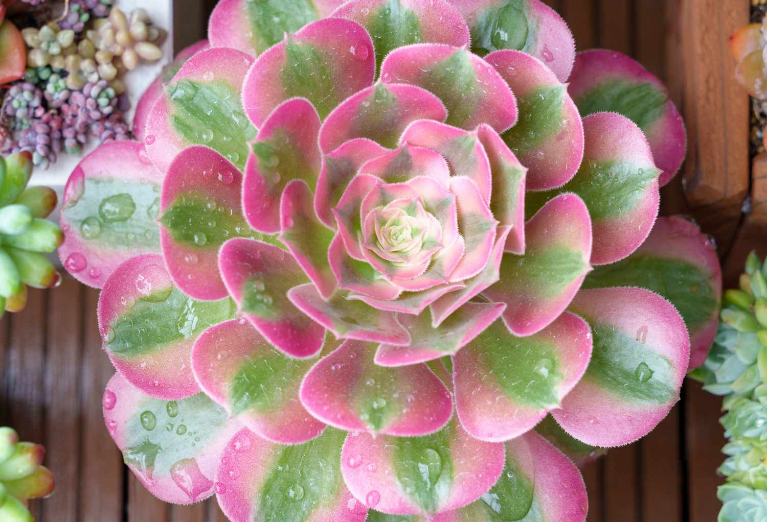 Pink Witch Succulents Are Going Viral for Their Showstopping Leaves