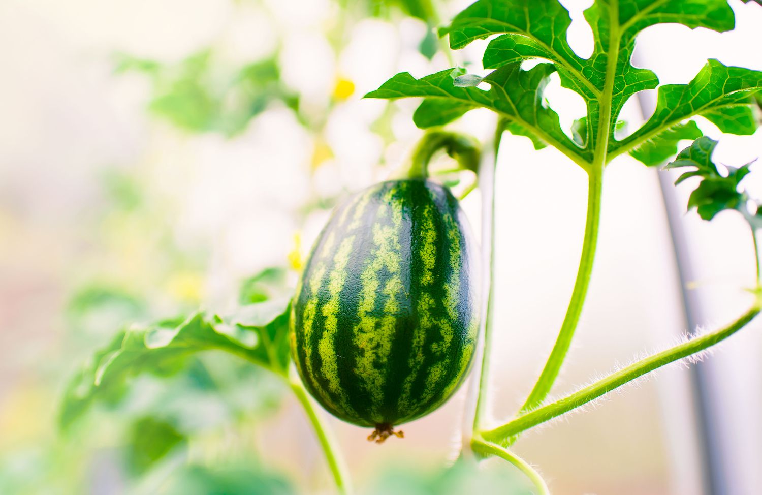 Why Your Watermelons Have Stopped Rising—and  Restore It