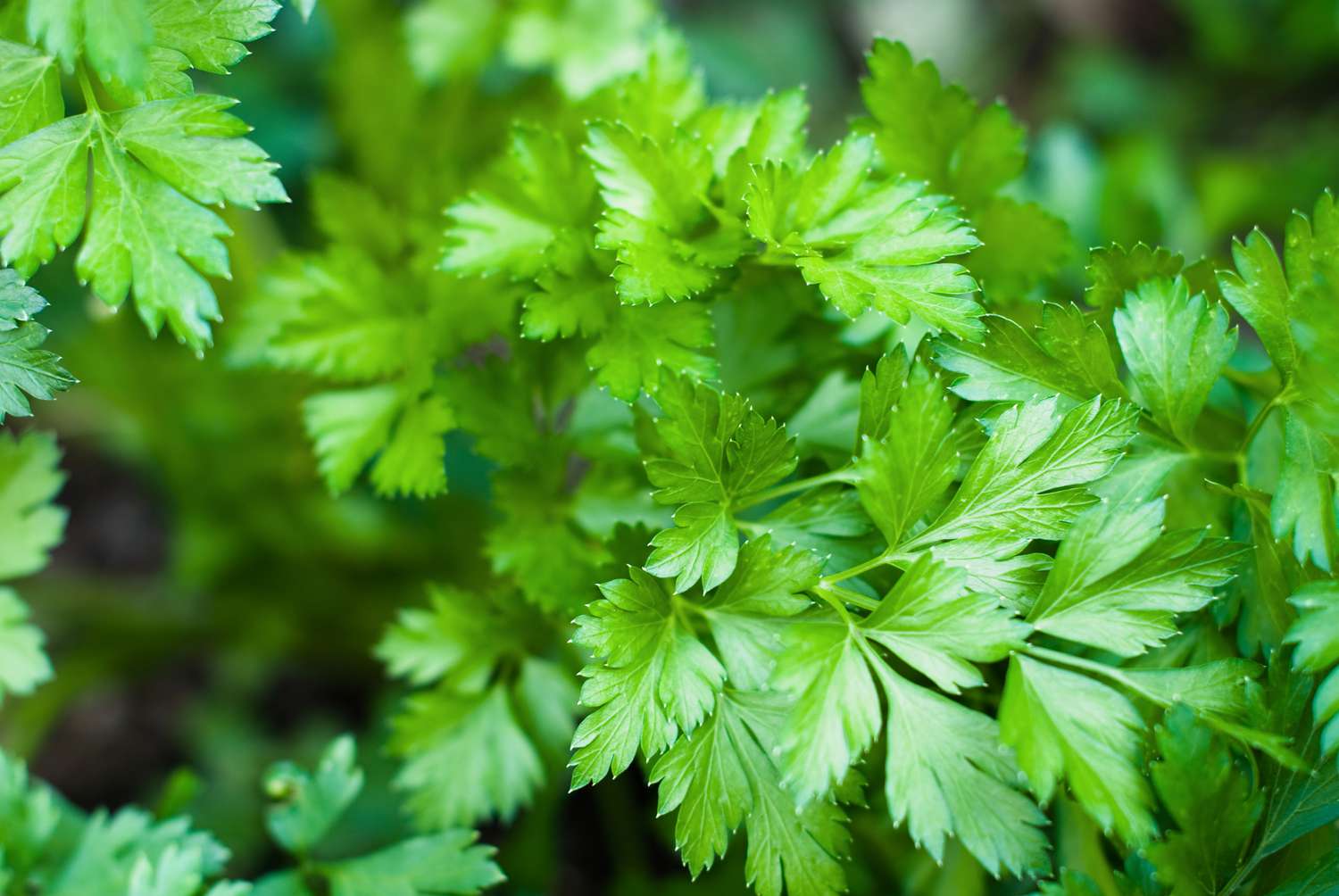 Learn how to Develop Parsley for a Current Herb Yard 12 months Spherical