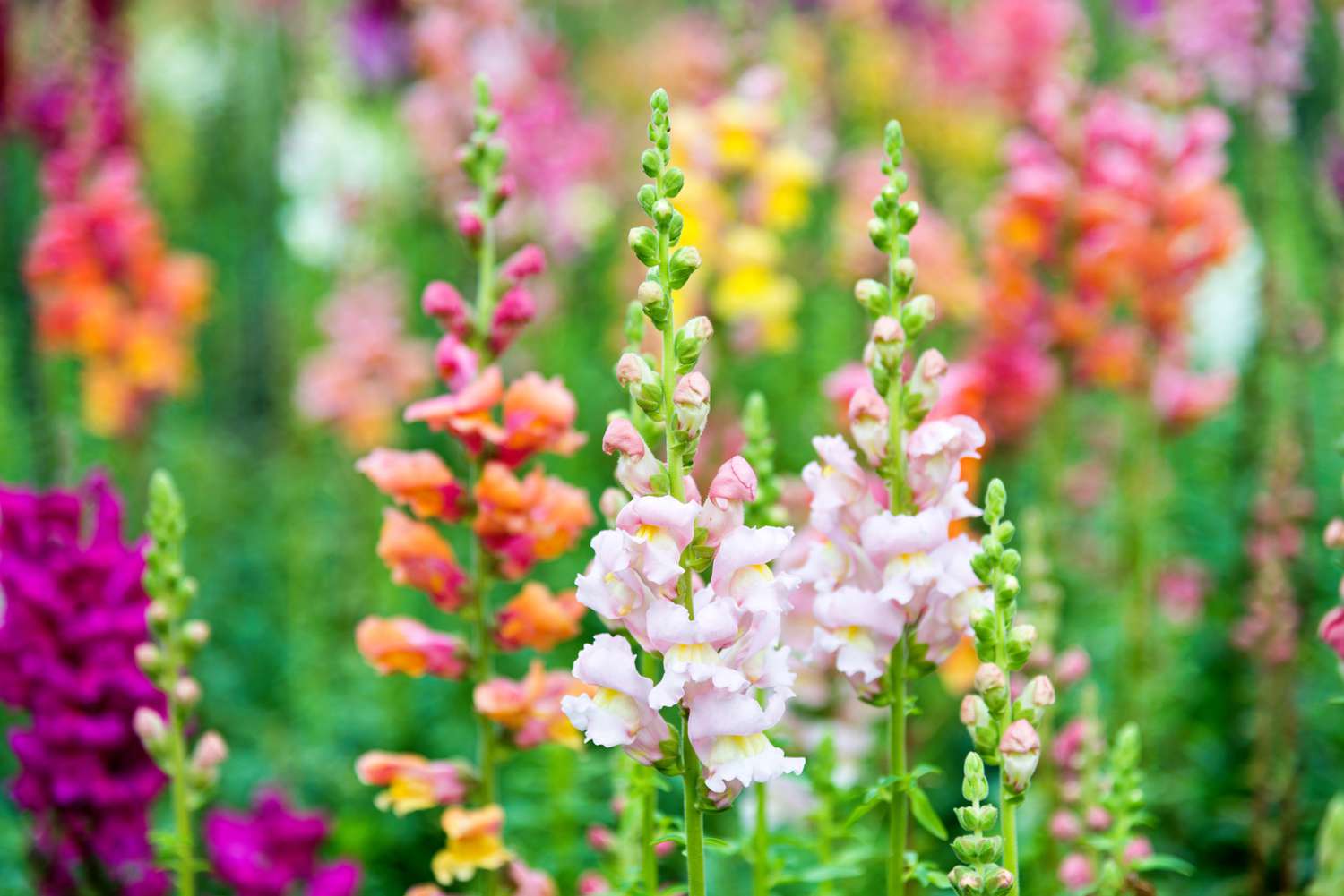 10 Winter Annuals to Brighten Your Yard in Chilly Months