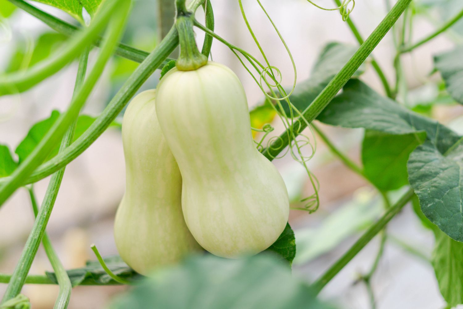 10 Best Companion Vegetation for Winter Squash, In response to Gardening Consultants