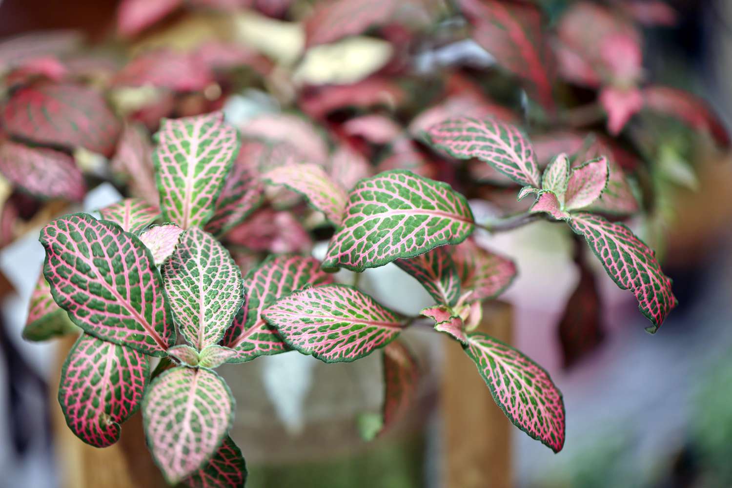 12 Vibrant Houseplants to Brighten Up Your Dwelling Home