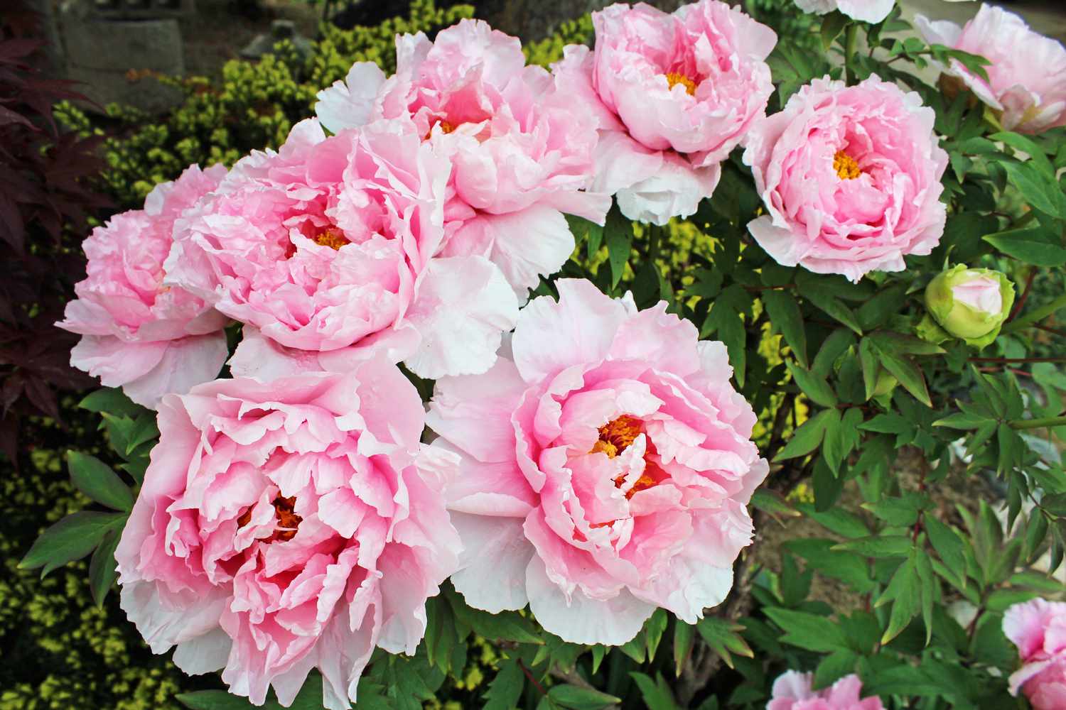 The correct solution to Prune Peonies for Beautiful Blooms Subsequent Spring