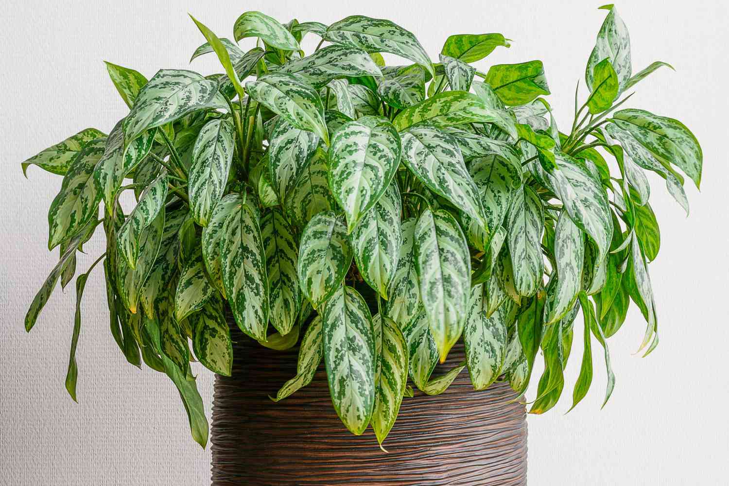 13 Houseplants That Will Thrive All through Winter, In line with Horticulturists