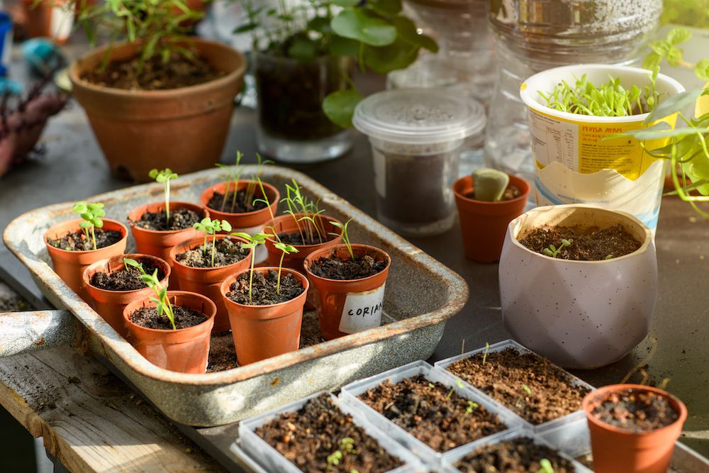 How (and When) to Begin Seeds Indoors to Put collectively Them for Spring Planting