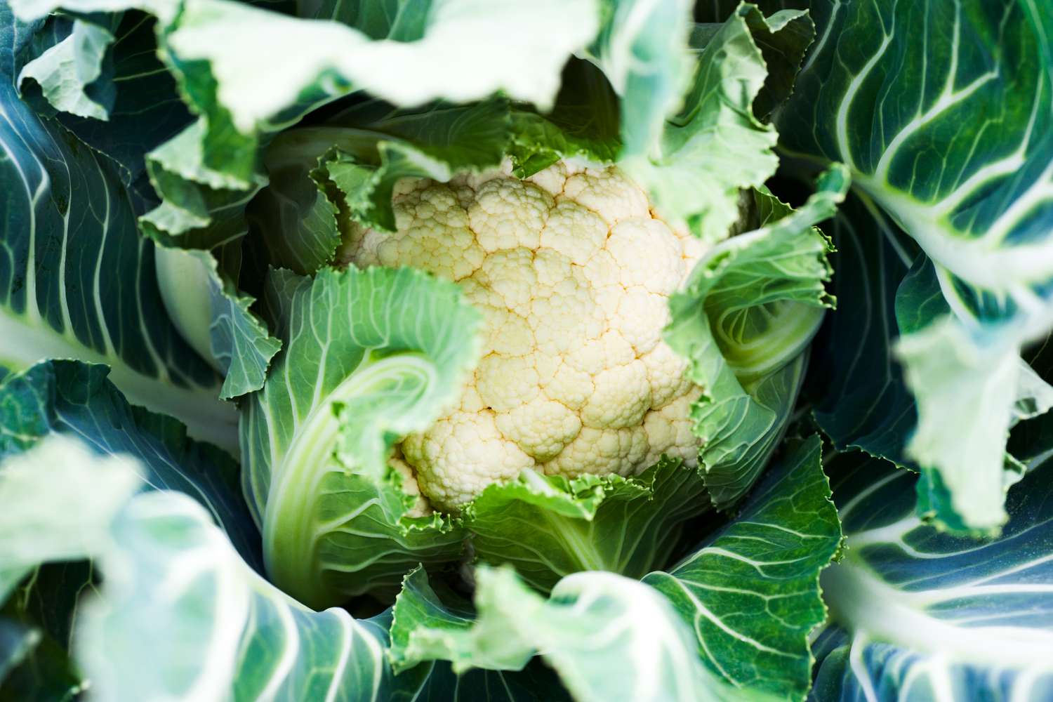 The easiest way to Harvest Cauliflower for the Most Delicious Yield