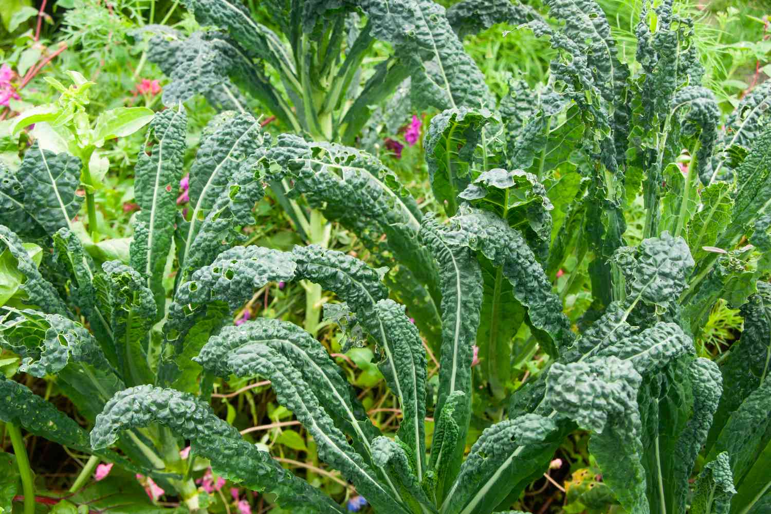 8 Crops You Ought to Regularly Develop Subsequent to Kale