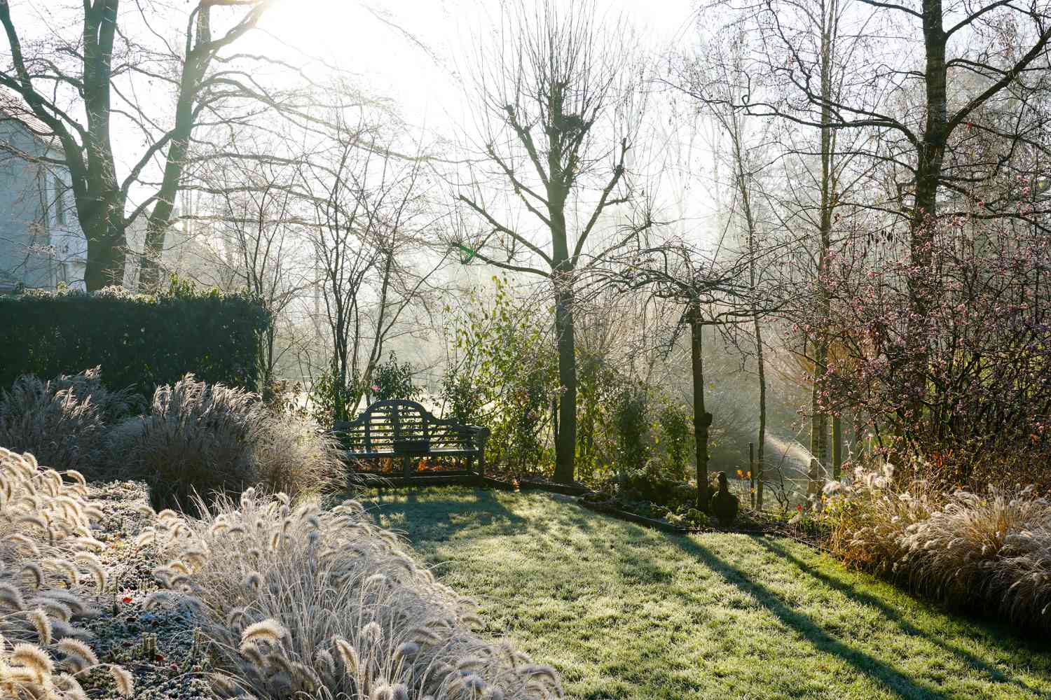 How Usually to Water Your Backyard in Winter, In accordance with Specialists