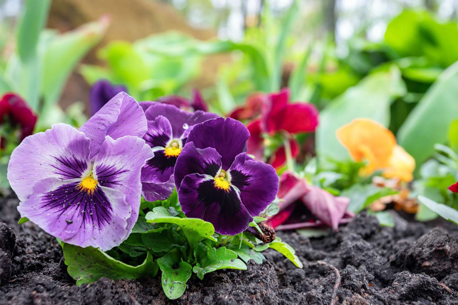 One of the simplest ways to Develop and Take care of Winter Pansies